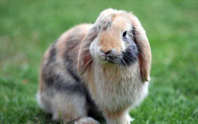 Rabbit Skillathon set for July 16 | My County Link